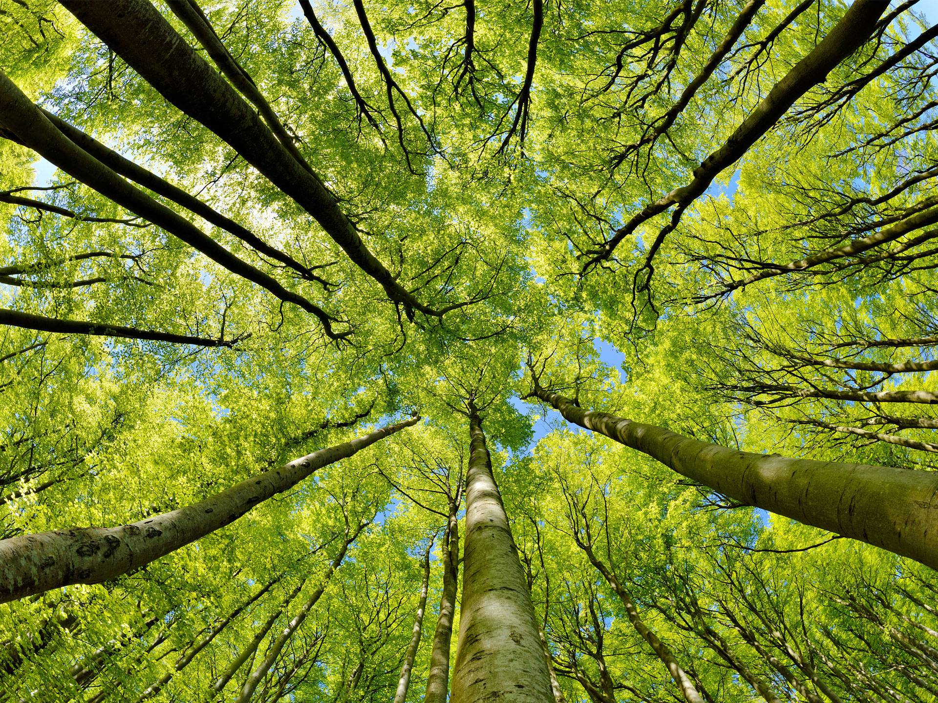 Caronni-bespoke-furniture-arredamento-su-misura-cantù-sostenibilità